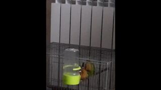 Parrots Sex like Pornstars:)