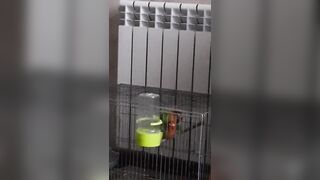 Parrots Sex like Pornstars:)