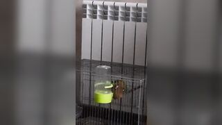 Parrots Sex like Pornstars:)