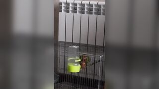 Parrots Sex like Pornstars:)