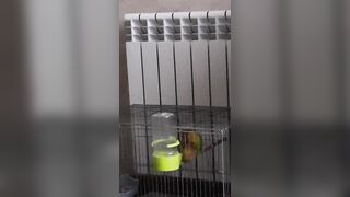 Parrots Sex like Pornstars:)