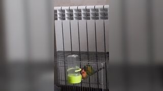 Parrots Sex like Pornstars:)