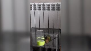 Parrots Sex like Pornstars:)