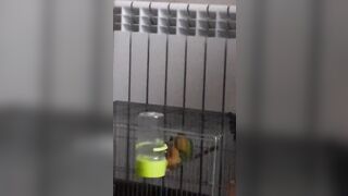 Parrots Sex like Pornstars:)