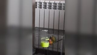 Parrots Sex like Pornstars:)