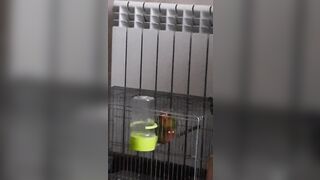 Parrots Sex like Pornstars:)