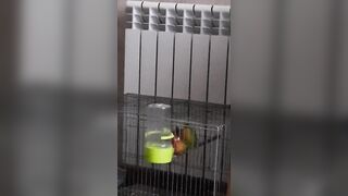 Parrots Sex like Pornstars:)